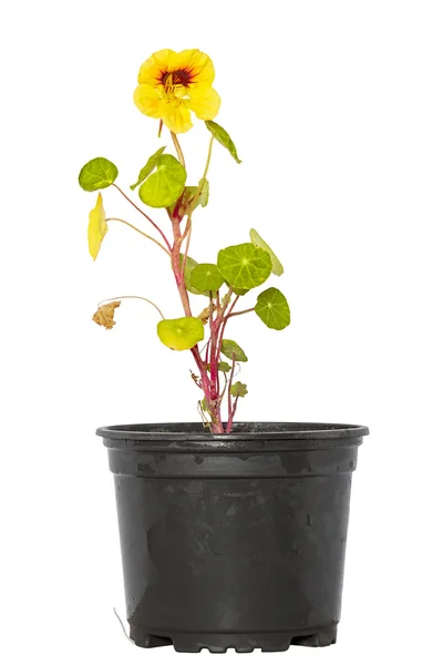 Nasturtium en pot de fleurs — Photo