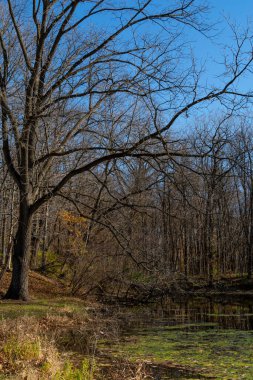 Sonbahar ve sonbahar havuza bakıyor. Silver Creek Eyalet Parkı, Illinois, ABD.