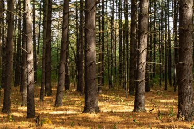 Ormanda güzel ve canlı sonbahar renkleri. Sand Ridge Eyalet Ormanı, Illinois, ABD.