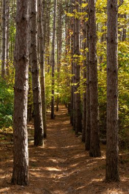 Ormanda güzel ve canlı sonbahar renkleri. Sand Ridge Eyalet Ormanı, Illinois, ABD.