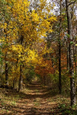 Ormanda güzel ve canlı sonbahar renkleri. Sand Ridge Eyalet Ormanı, Illinois, ABD.