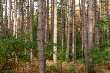Ormanda güzel ve canlı sonbahar renkleri. Sand Ridge Eyalet Ormanı, Illinois, ABD.