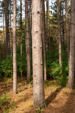 Ormanda güzel ve canlı sonbahar renkleri. Sand Ridge Eyalet Ormanı, Illinois, ABD.