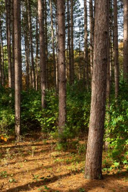 Ormanda güzel ve canlı sonbahar renkleri. Sand Ridge Eyalet Ormanı, Illinois, ABD.
