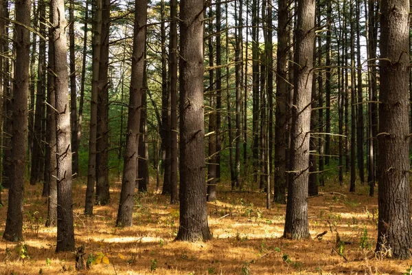 Piękne Żywe Kolory Jesieni Jesieni Lesie Las Stanowy Sand Ridge — Zdjęcie stockowe