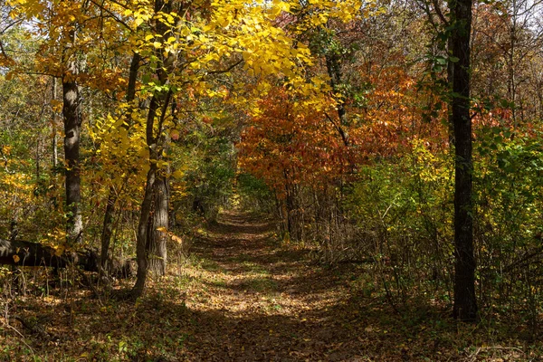 Beautiful Vibrant Fall Autumn Colors Forest Sand Ridge State Forest — Stock Photo, Image