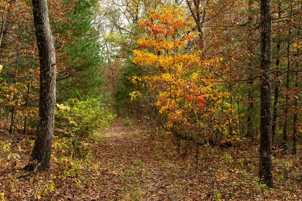 Beautiful Vibrant Fall Autumn Colors Forest Sand Ridge State Forest — Stock Photo, Image