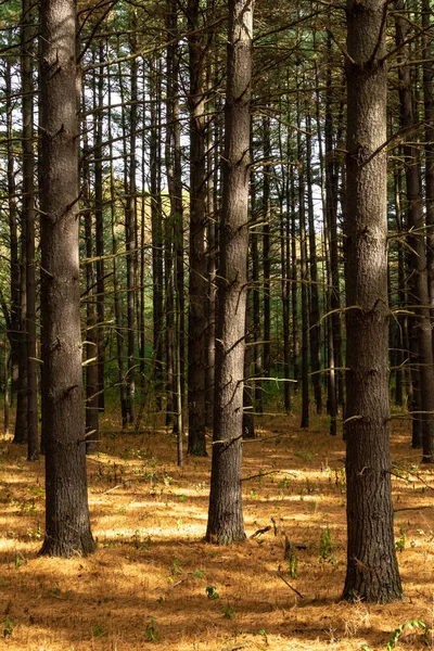 Beautiful Vibrant Fall Autumn Colors Forest Ридж Стейт Форест Иллинойс — стоковое фото