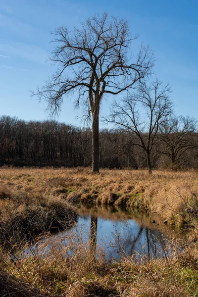 Solitary Tree Reflecting Creek Barren Winter Landscape — Stock Photo, Image