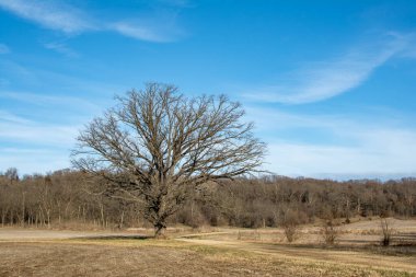 Soğuk bir kış öğleden sonrasında toprak yolda yapayalnız bir ağaç. Magnolia, Illinois.