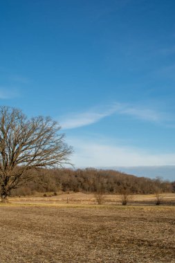 Soğuk bir kış öğleden sonrasında toprak yolda yapayalnız bir ağaç. Magnolia, Illinois.