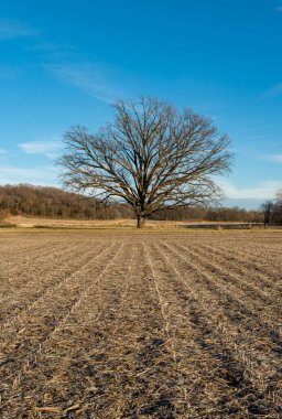 Soğuk bir kış öğleden sonrasında toprak yolda yapayalnız bir ağaç. Magnolia, Illinois.