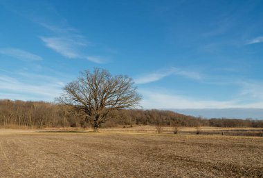 Soğuk bir kış öğleden sonrasında toprak yolda yapayalnız bir ağaç. Magnolia, Illinois.