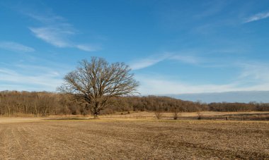 Soğuk bir kış öğleden sonrasında toprak yolda yapayalnız bir ağaç. Magnolia, Illinois.
