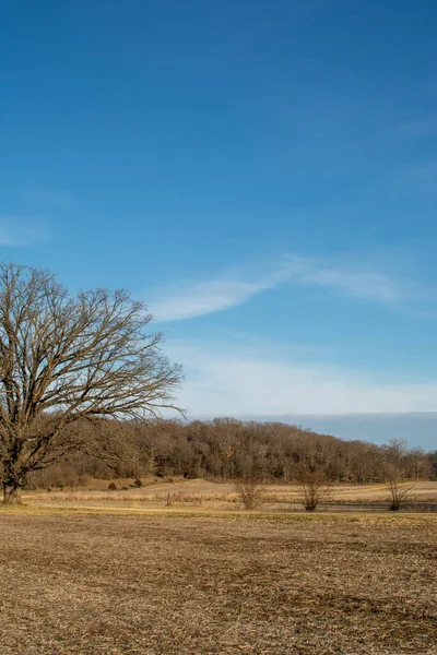 Albero Solitario Lungo Strada Sterrata Freddo Pomeriggio Inverno Magnolia Illinois — Foto Stock