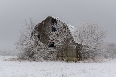 Soğuk ve sisli bir kış gününde karda eski bir ahır. LaSalle İlçesi, Illinois.