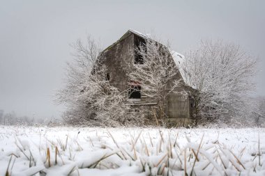 Soğuk ve sisli bir kış gününde karda eski bir ahır. LaSalle İlçesi, Illinois.