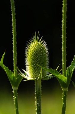 Öğleden sonra ışığında ortak Teasel..