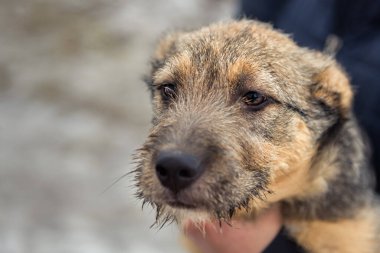 Hayvan barınağında evlat edinilmeyi bekleyen kahverengi üzgün gözlü evsiz, tel saçlı köpek yavrusunun yakın plan portresi. Aile arayan küçük bir köpek. Yalnız köpek yuvasını bulmayı umuyor. 