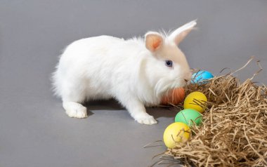 Beyaz Paskalya tavşanı ve gri arka planda renkli paskalya yumurtaları.