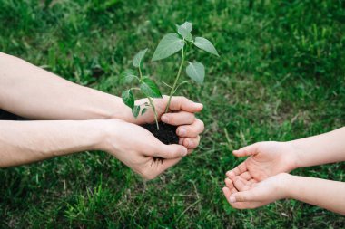 Yetişkinlerin elleri, yeşillik yetiştiren bitkiyi doğa arka planından çocuğa geçirir. Yeni hayat ve bahar konsepti