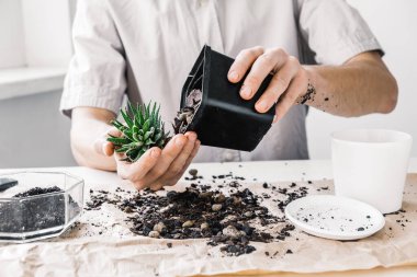 Ev bahçesi kavramı. Beyaz ahşap masada seramik çömlek içinde ev bahçıvanı nakli. Bahar geldi. Ev bitkileriyle ilgileniyorum..