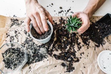 Beyaz ahşap masada seramik çömlek içinde ev bahçıvanı nakli. Ev bahçesi kavramı.
