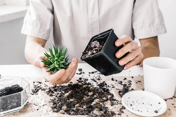 現代人の趣味の概念。白い木製のテーブルの上に新しい鍋に植物を移植する家庭の庭師。春の時間. ロイヤリティフリーのストック写真