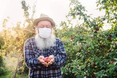Covid-19 salgını sırasında hasat. Koruyucu maskeli kıdemli bir adam elma bahçesinde elinde elma tutuyor. Organik hasat bahçesi.