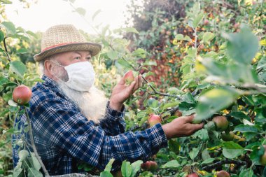 Covid-19 salgını sırasında hasat. Koruyucu maskeli kıdemli bir adam elma bahçesinden elma topluyor..