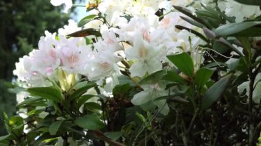 Beyaz çiçekli rhododendron çalıları ve bir sürü böcek, arı, dikenli otların etrafından çekilen görüntüler. 4K video