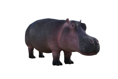Cartoon character hippopotamus on a white background. Rendered in different angles. 3D illustration, 3D rendering.