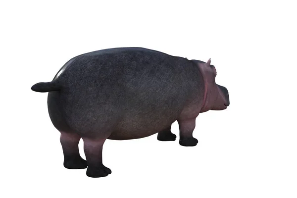 Ippopotamo Personaggio Dei Cartoni Animati Sfondo Bianco Renderizzato Diverse Angolazioni — Foto Stock