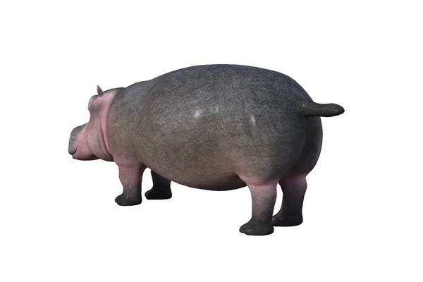 Cartoon Character Hippopotamus White Background Rendered Different Angles Illustration Rendering — Φωτογραφία Αρχείου