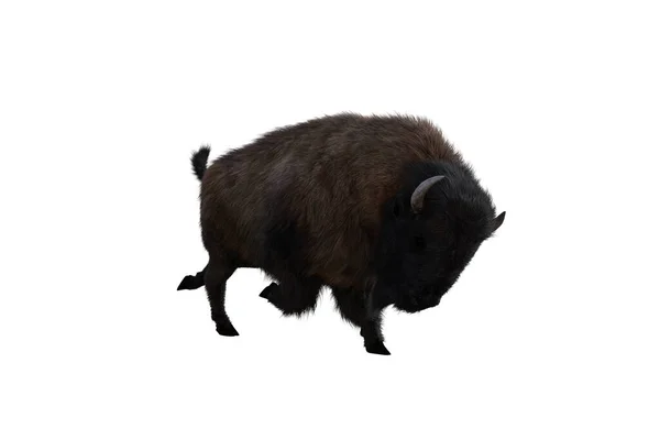 American Bison Different Poses Isolated White Background Figure Clip Art — Foto de Stock