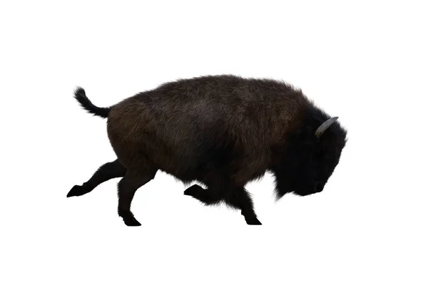 美洲野牛 不同的姿态孤立在一个白色的背景 3D图形剪贴画作为拼贴的模板 3D渲染 3D插图 — 图库照片