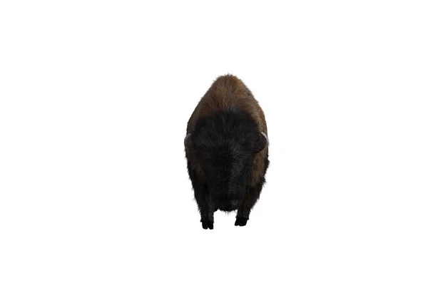 Bisonte Americano Poses Diferentes Isoladas Num Fundo Branco Figura Clip — Fotografia de Stock
