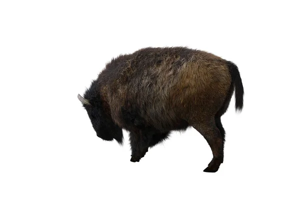 American Bison Different Poses Isolated White Background Figure Clip Art —  Fotos de Stock