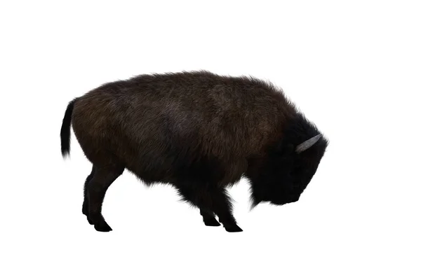 American Bison Different Poses Isolated White Background Figure Clip Art —  Fotos de Stock