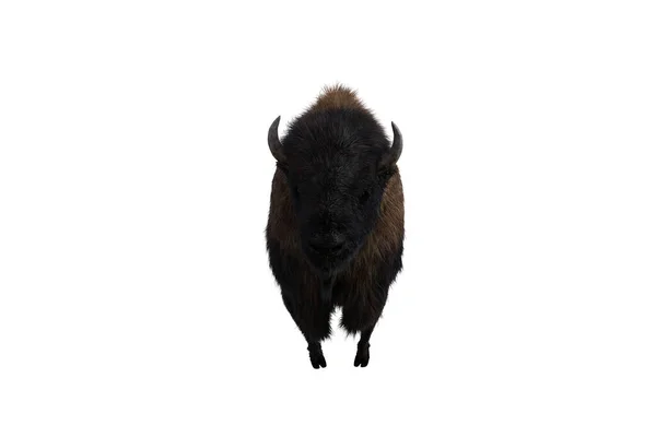 Bison Amérique Différentes Poses Isolées Sur Fond Blanc Clip Art — Photo