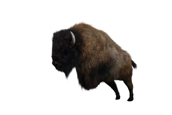 American Bison Different Poses Isolated White Background Figure Clip Art — Stock Photo, Image