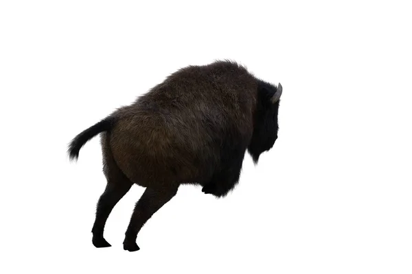 American Bison Different Poses Isolated White Background Figure Clip Art — Foto de Stock