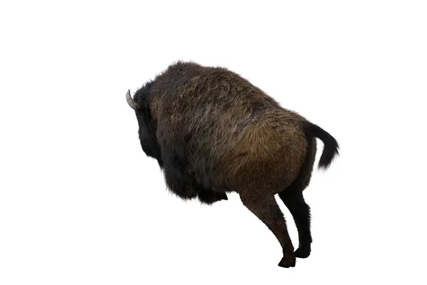 Amerikansk Bisonoxe Olika Poser Isolerade Vit Bakgrund Figur Klipp Konst — Stockfoto