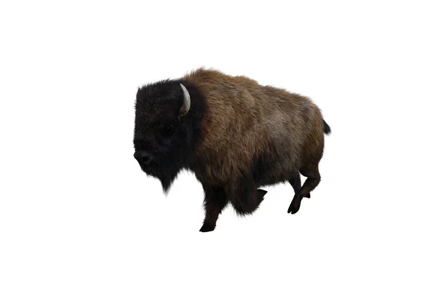 American Bison Different Poses Isolated White Background Figure Clip Art — Foto de Stock