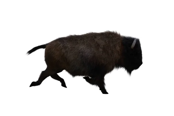 American Bison Different Poses Isolated White Background Figure Clip Art — Foto de Stock