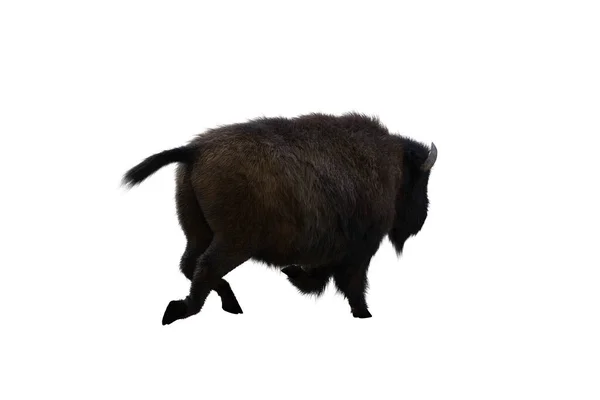 美洲野牛 不同的姿态孤立在一个白色的背景 3D图形剪贴画作为拼贴的模板 3D渲染 3D插图 — 图库照片