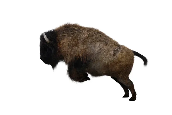 American Bison Different Poses Isolated White Background Figure Clip Art — Stock Photo, Image