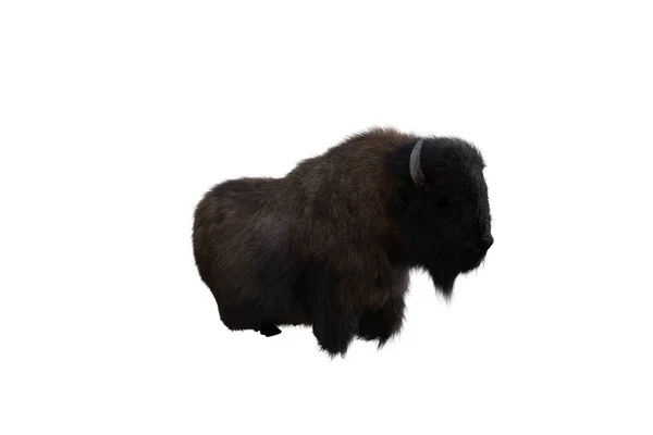 Bisonte Americano Poses Diferentes Isoladas Num Fundo Branco Figura Clip — Fotografia de Stock