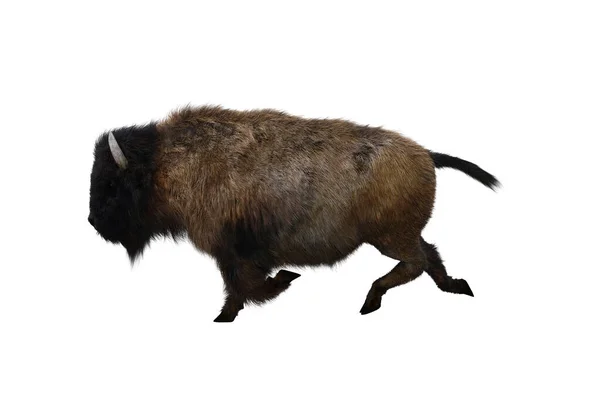 American Bison Different Poses Isolated White Background Figure Clip Art — Foto de Stock