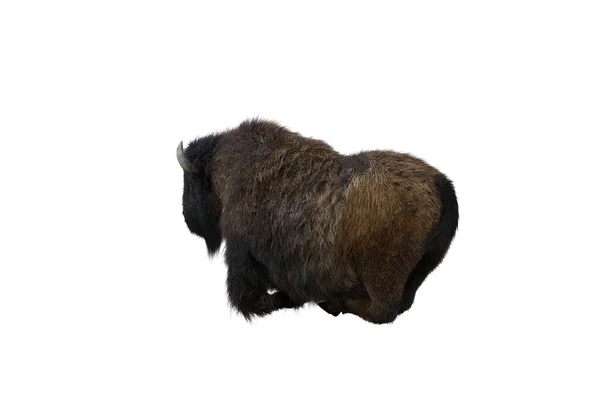Amerikanische Bisons Verschiedene Posen Isoliert Auf Weißem Hintergrund Figurenclip Art — Stockfoto